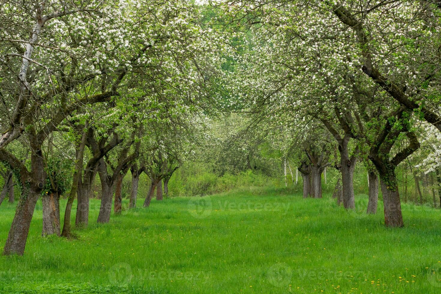 Cherry orchard. Tree trunk cherry in a row. Cherry trees alley photo