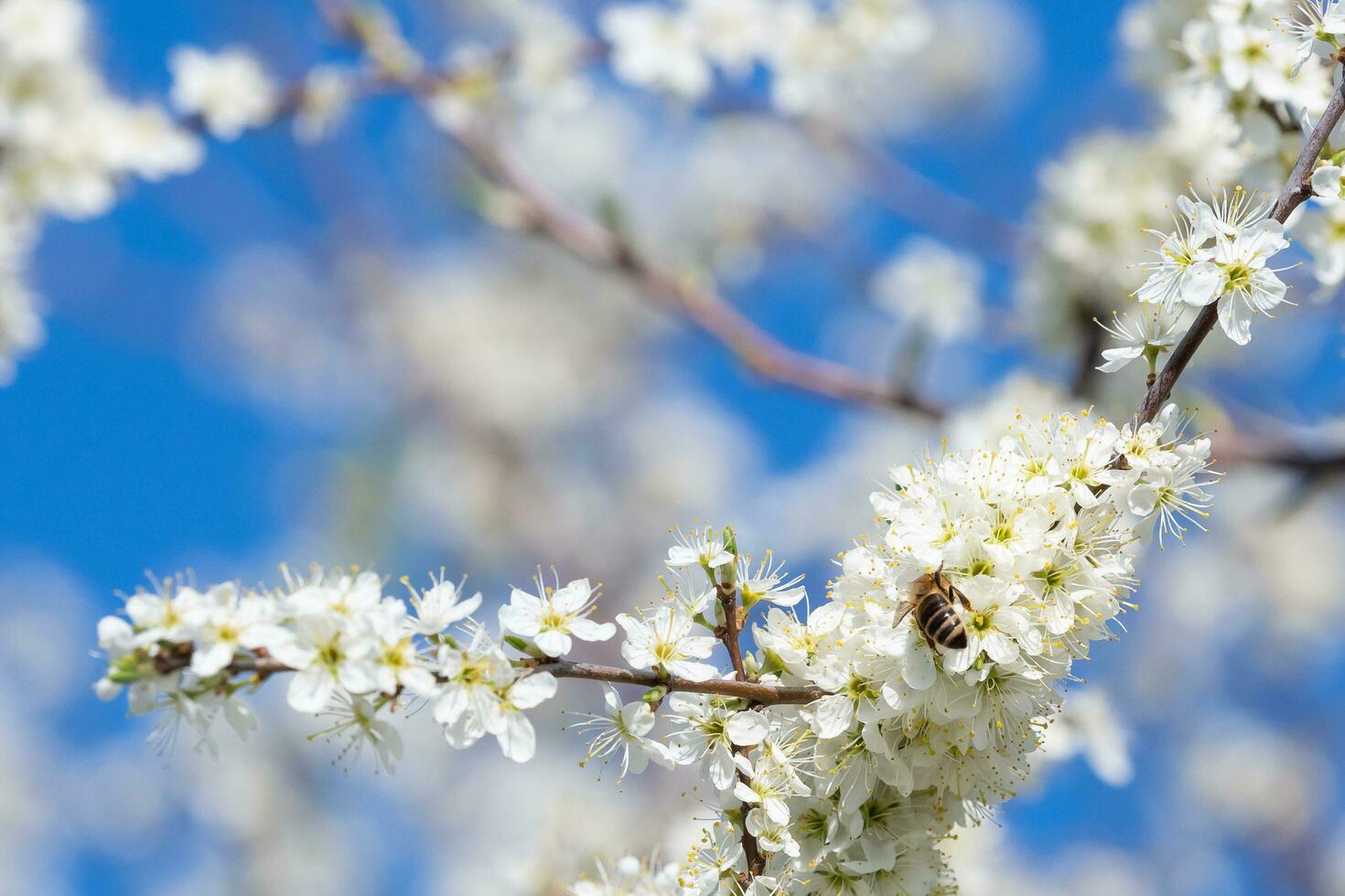 Honey bee collecting pollen from flowers. Spring nature. Bee collects nectar from the white flowers. photo