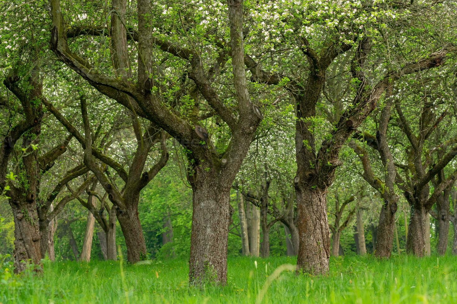 Cherry orchard. Tree trunk cherry in a row. Cherry trees alley. photo