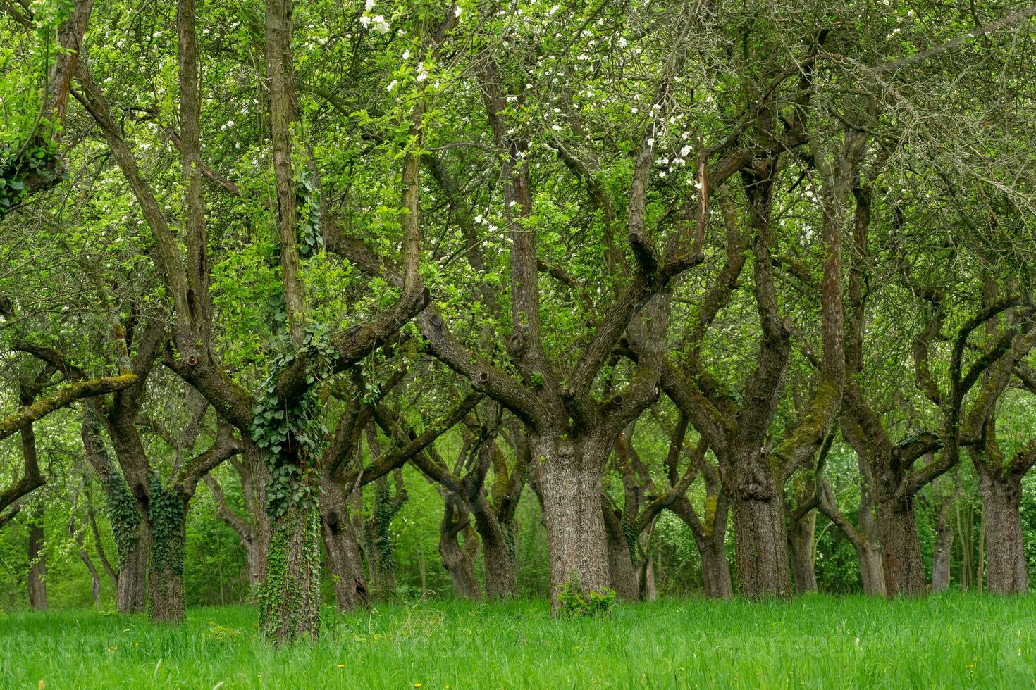 Cherry orchard. Tree trunk cherry in a row. Cherry trees alley photo
