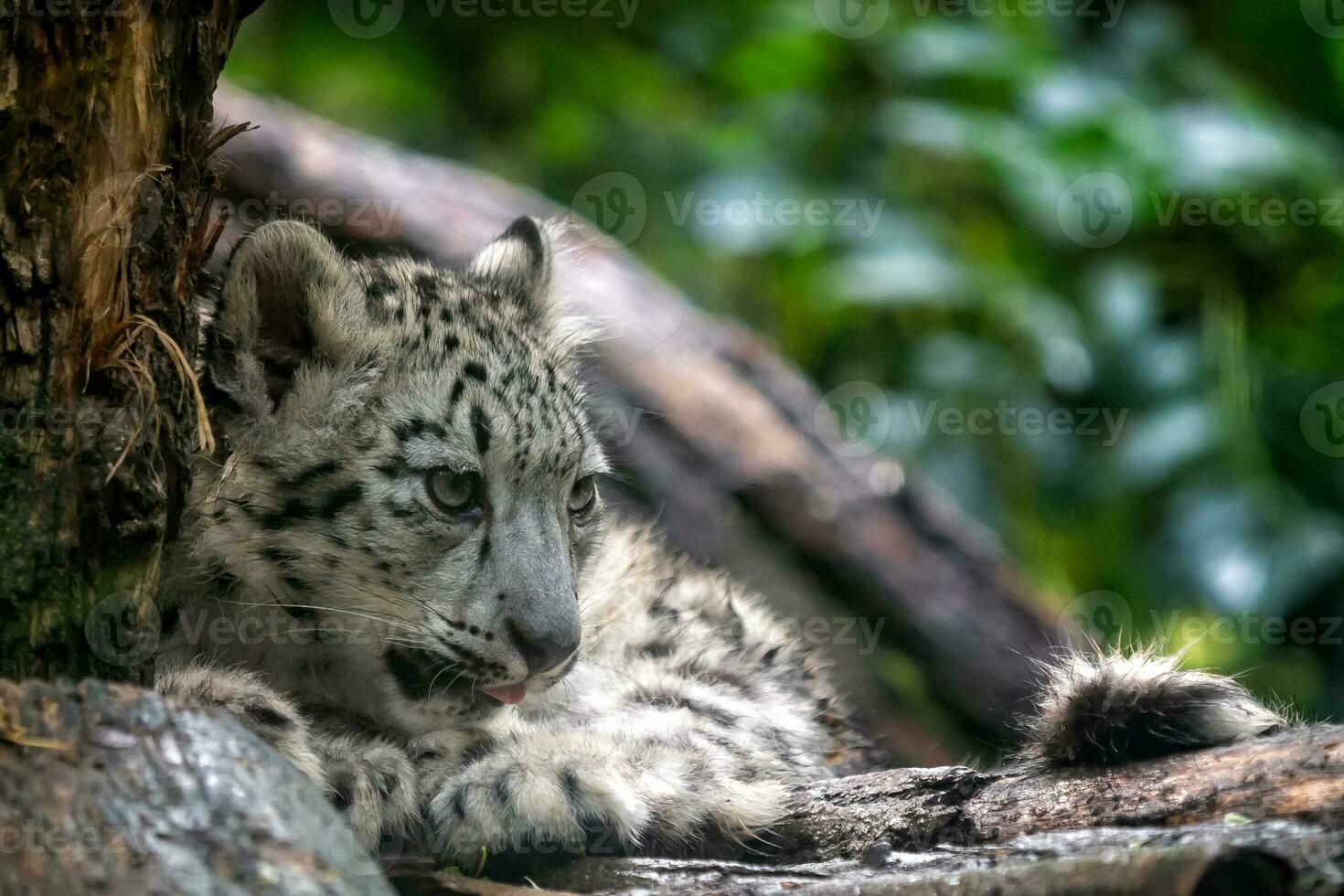 Portrait of Snow leopard cub, Panthera uncia photo