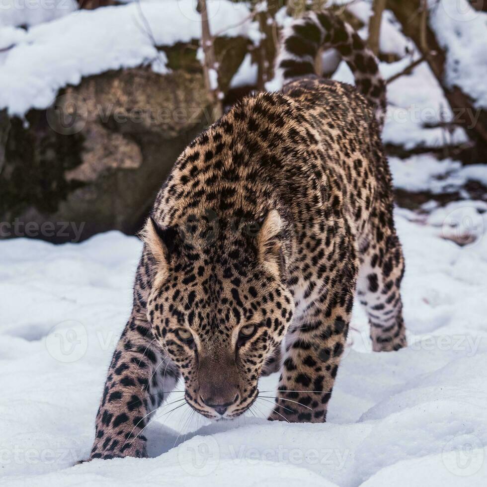 Persian leopard, Panthera pardus saxicolor in winter. photo