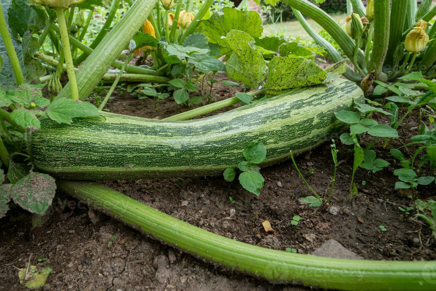 Green zucchini in garden. Growing zucchini on a vegetable garden. Organic farming. Concept of healthy food. photo