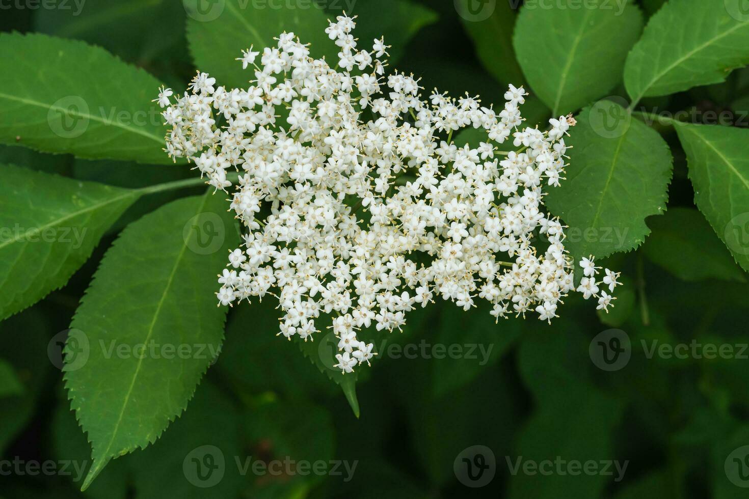 Elder flower with green leaves. photo