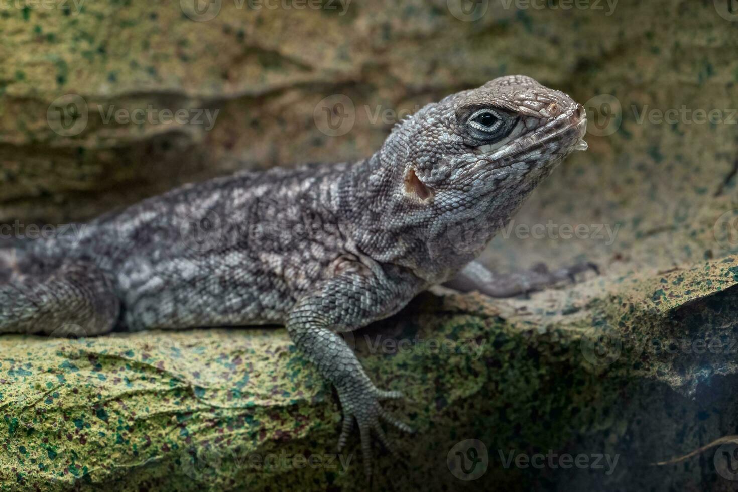 Madagascar Iguana or Madagascar swift or Merrem's Madagascar swift, Oplurus cyclurus photo