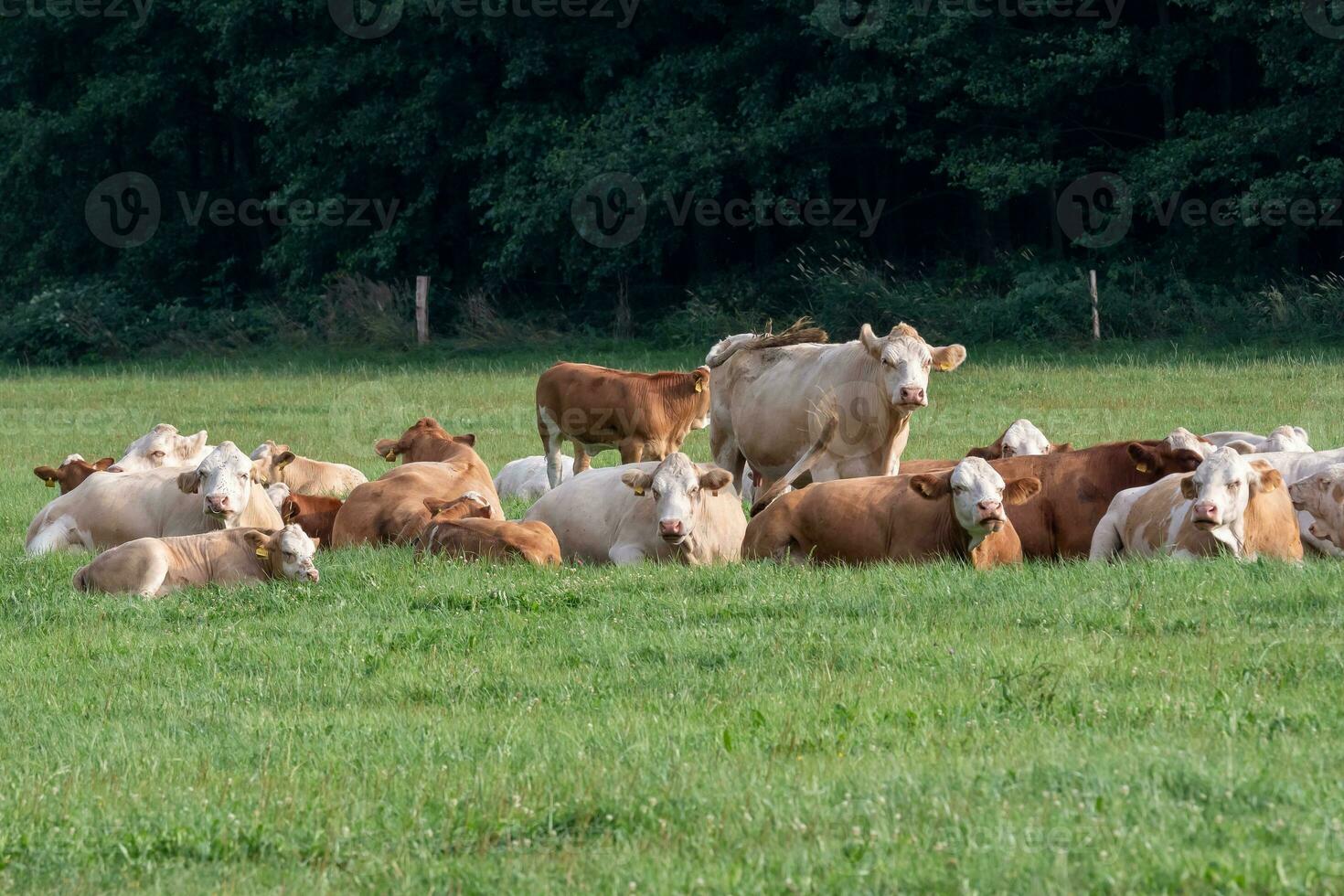 Herd of cows at summer green field photo