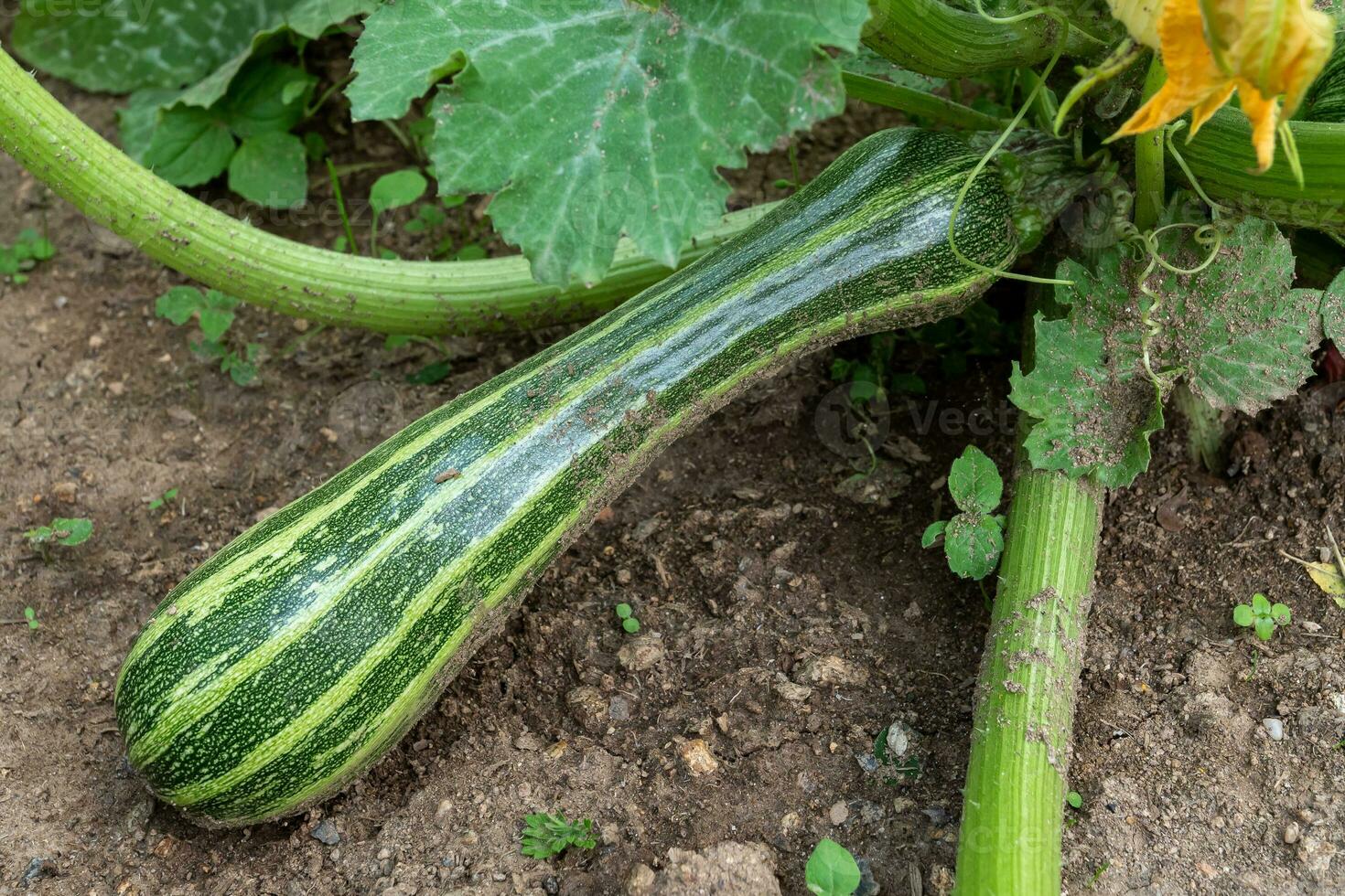 Green zucchini in garden. Growing zucchini on a vegetable garden. Organic farming. Concept of healthy food. photo