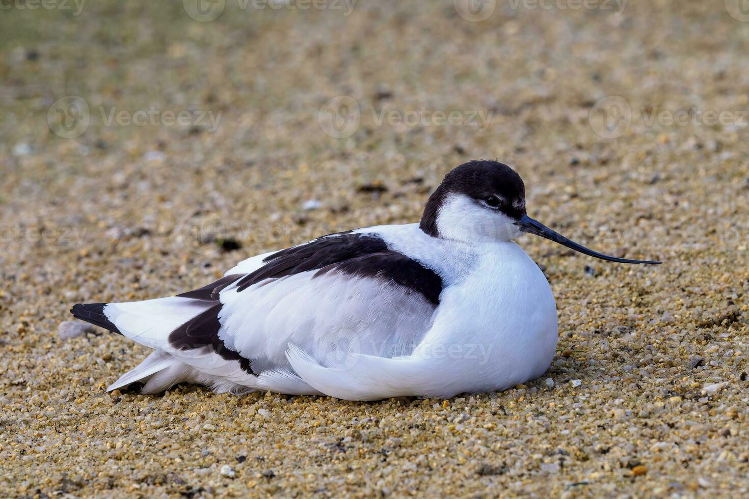 Flock of Pied avocets, black and white wader bird photo