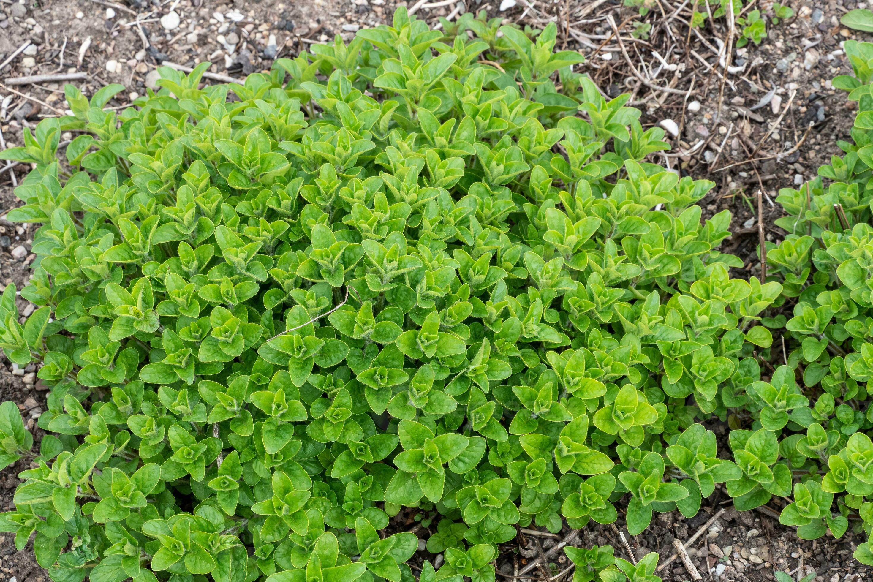 Oregano plants leaf, Origanum vulgare Spice for cooking 35284672 Stock