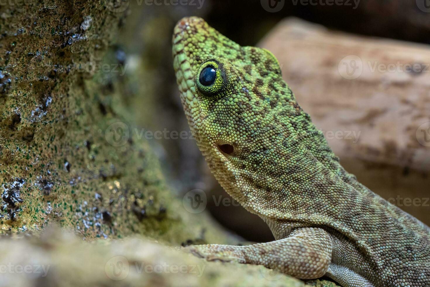 Standing's day gecko, Phelsuma standingi photo
