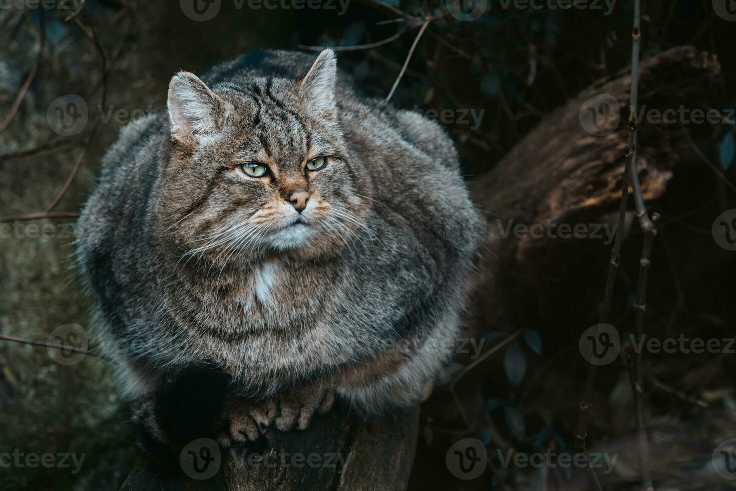 europeo salvaje gato, felis silvestris foto