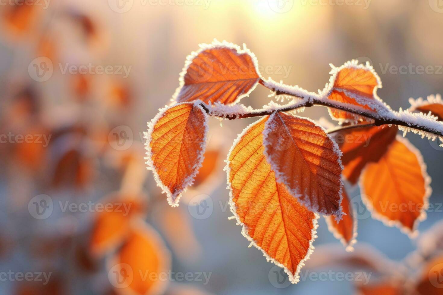AI generated Orange beech leaves covered with frost in late fall or early winter. photo