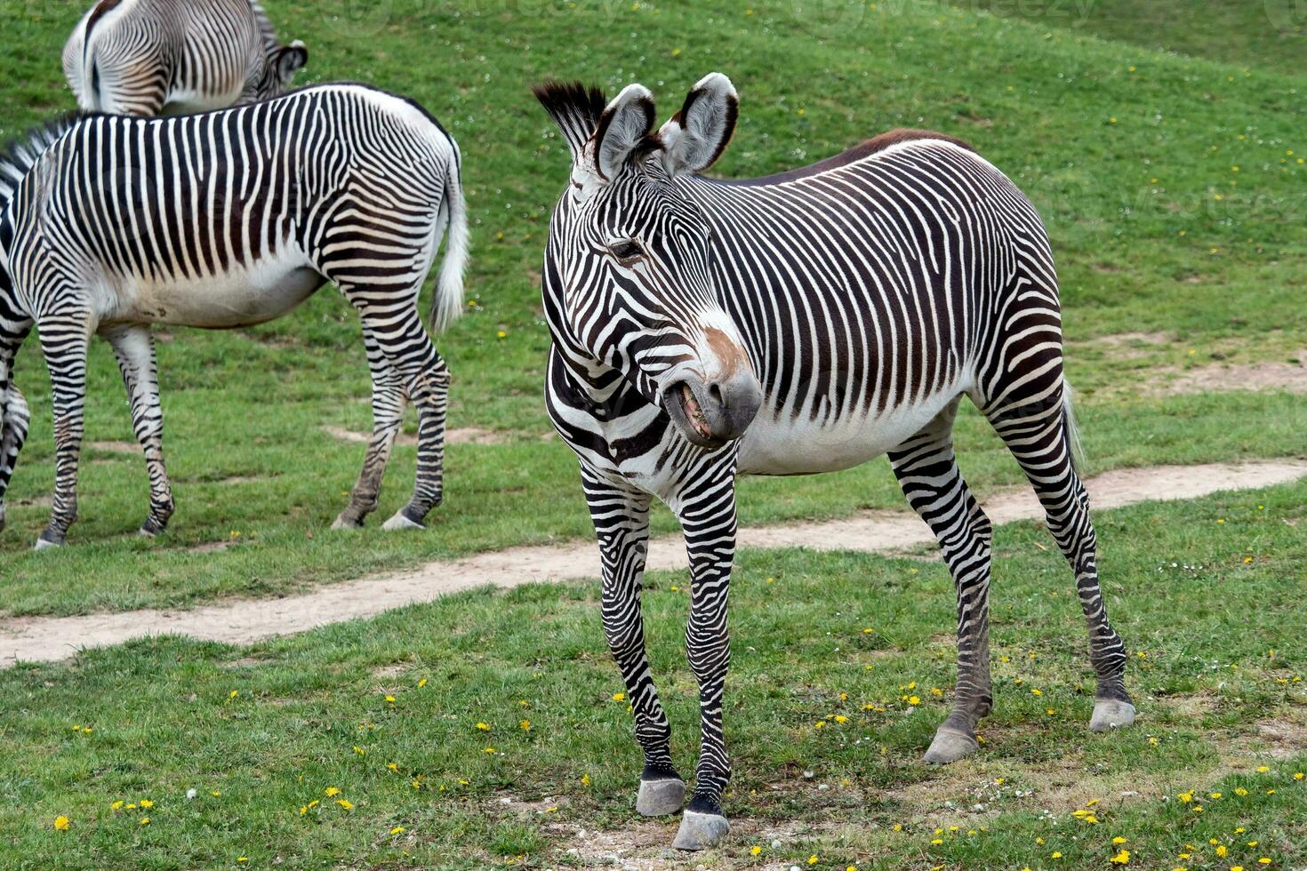 Herd of The Grevy's zebra grazing on green grass photo