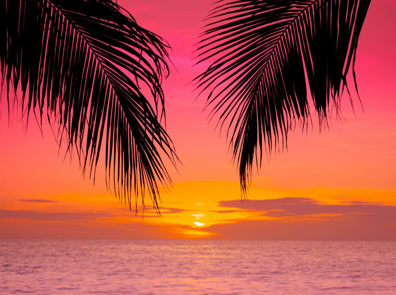 Silhouette of palm tree on the beach during sunset of beautiful a tropical beach on pink sky background photo