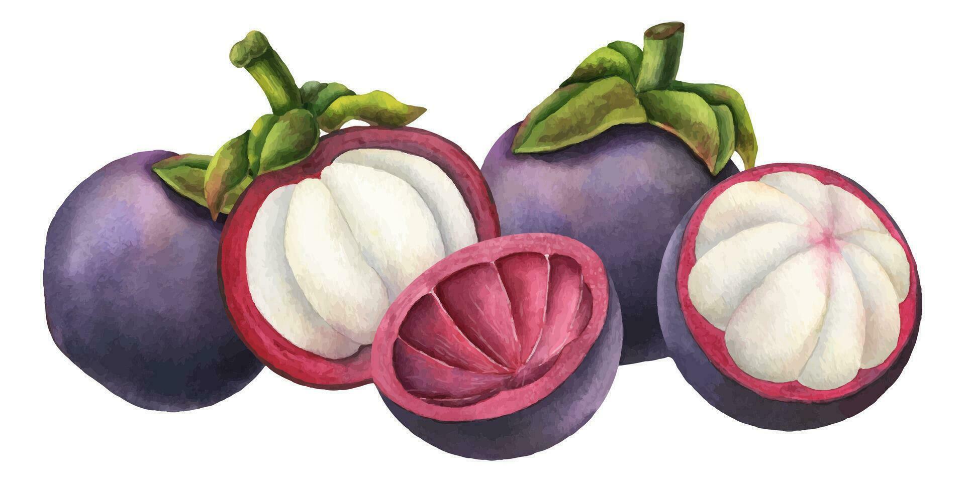 Mangosteen watercolor illustration. Hand drawn sketch of exotic tropical Fruit on isolated background. Drawing of asian food with garcinia and juicy slices. Sketch of mangostana for menu design vector