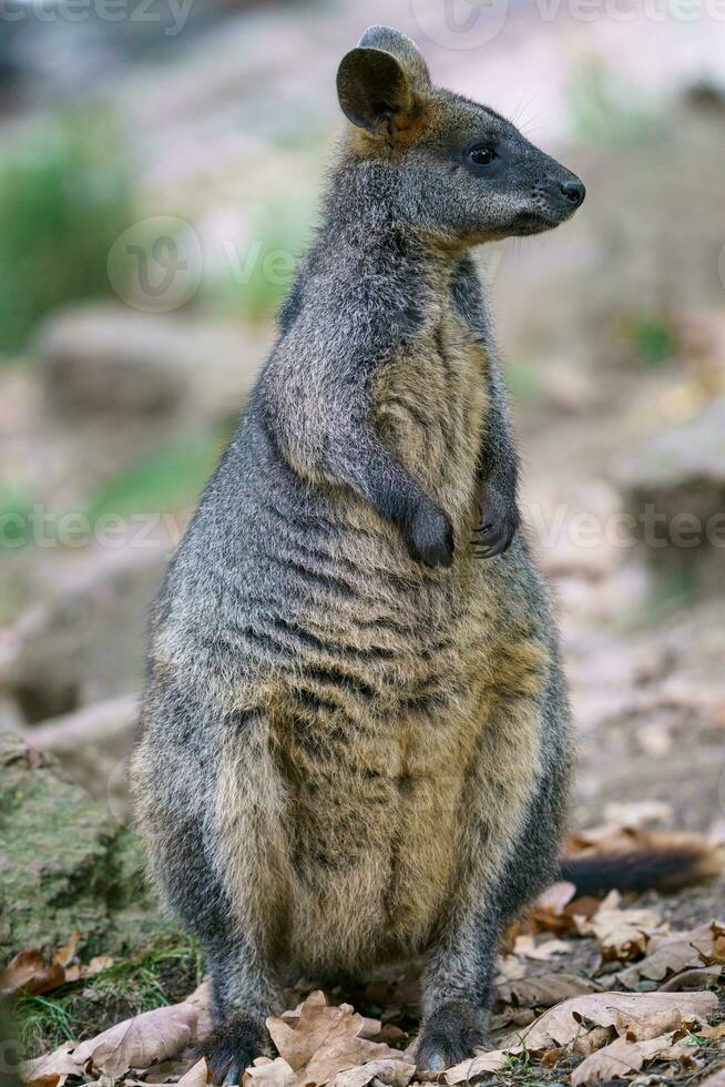 Swamp Wallaby, Wallabia bicolor. Known as the black wallaby photo