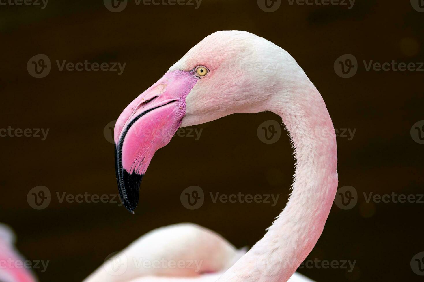 Greater flamingo, Phoenicopterus roseus. Close up detail of pink flamingo. photo