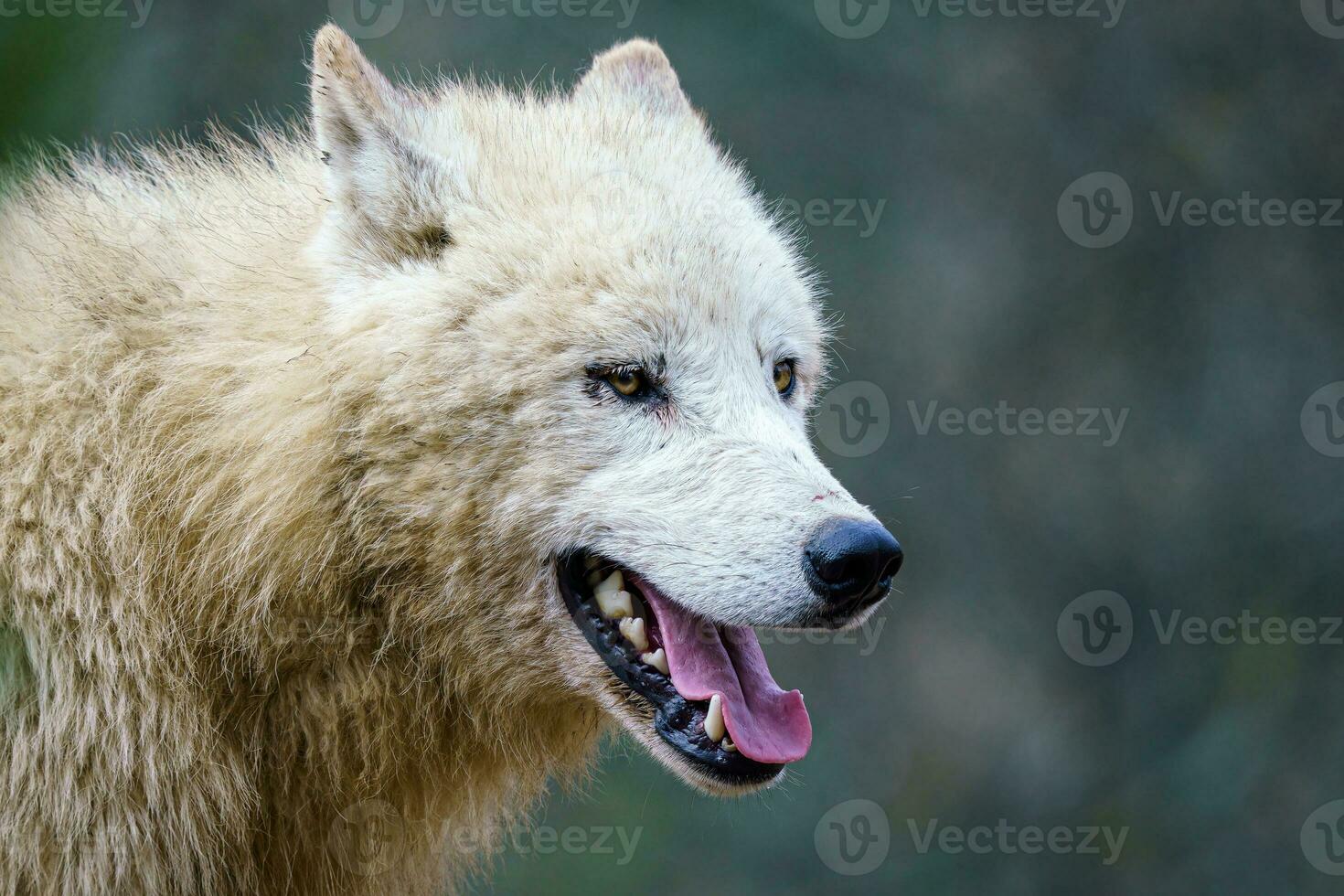 Arctic wolf, Canis lupus arctos, also known as the white wolf o photo