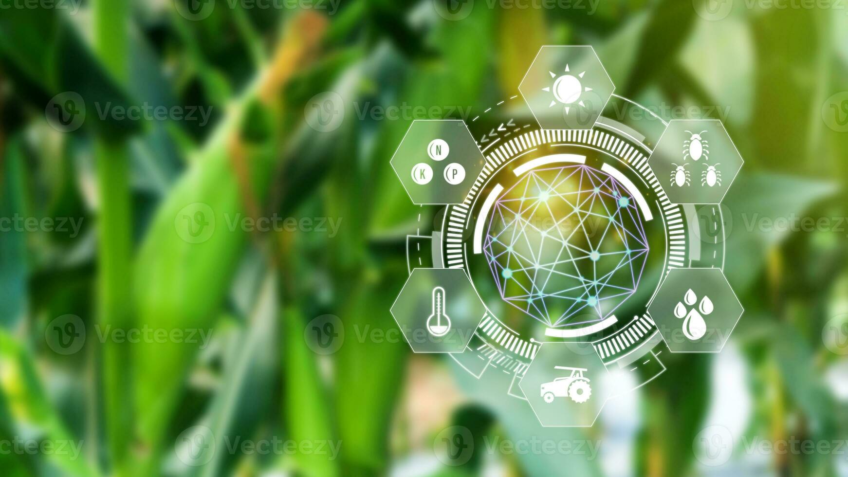 Maize seedling in cultivated agricultural field with infographics, Smart farming and precision agriculture with visual icon, digital technology agriculture and smart farming concept. photo