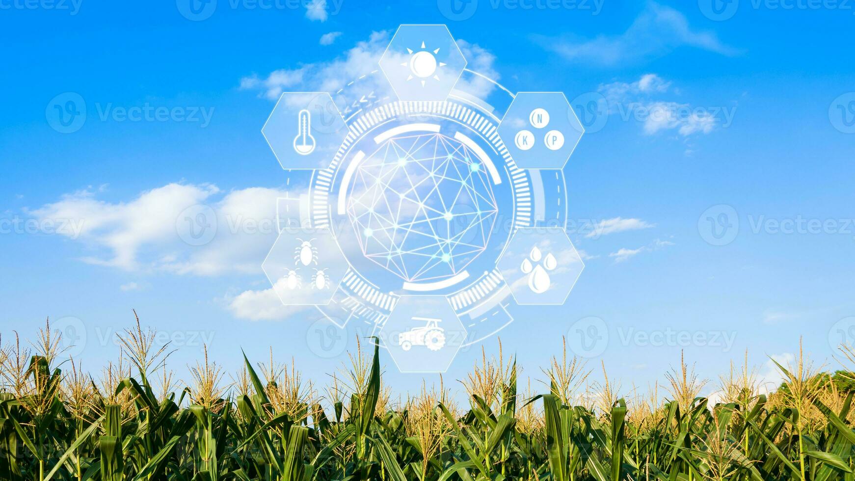 Maize seedling in cultivated agricultural field with infographics, Smart farming and precision agriculture with visual icon, digital technology agriculture and smart farming concept. photo