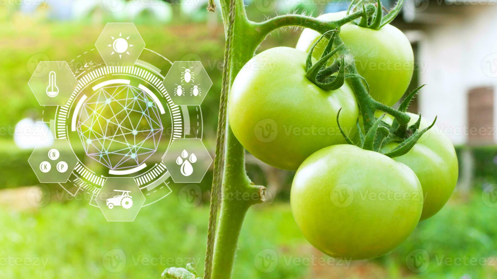 Tomatoes fresh in greenhouse with infographics, Smart farming and precision agriculture with visual icon, digital technology agriculture and smart farming concept. photo