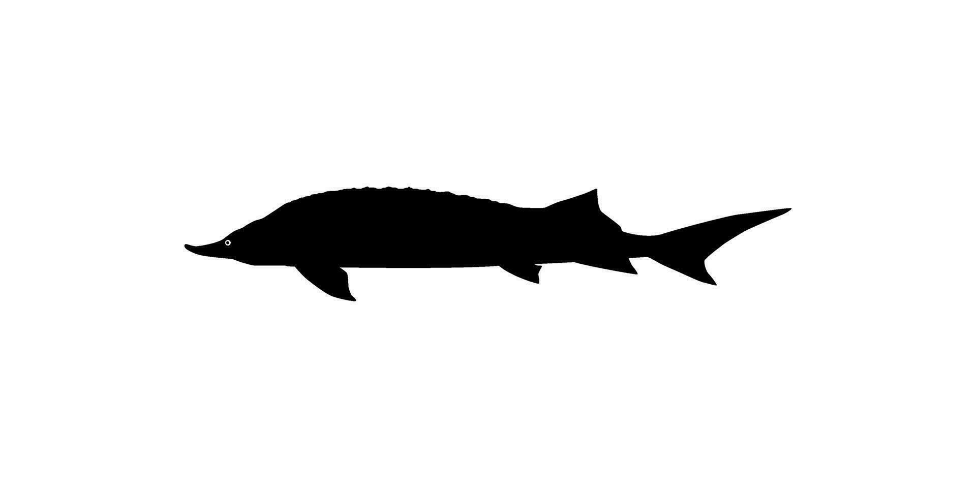 beluga esturión o huso pescado silueta, pescado cuales Produce prima y costoso caviar, para logo tipo, Arte ilustración, pictograma, aplicaciones, sitio web o gráfico diseño elemento. vector ilustración