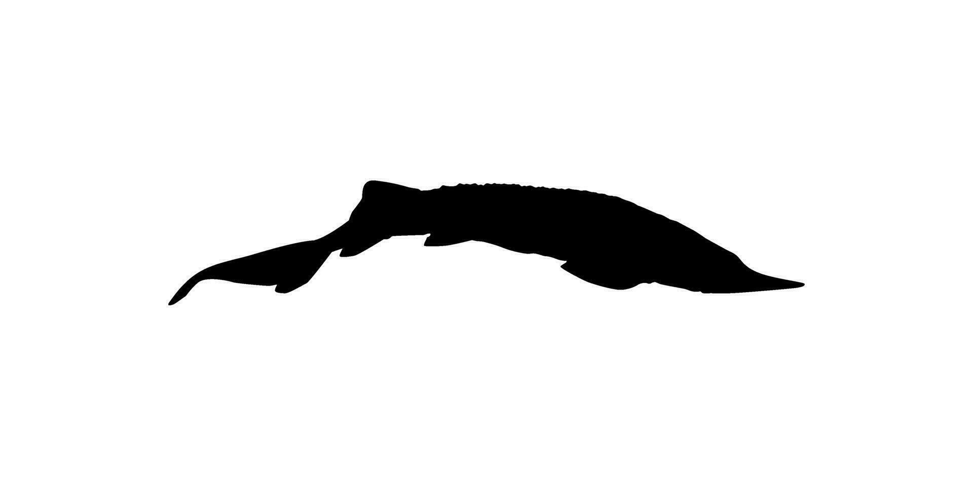 Beluga Sturgeon or Huso Fish Silhouette, Fish Which Produce Premium and Expensive Caviar, For Logo Type, Art Illustration, Pictogram, Apps, Website or Graphic Design Element. Vector Illustration