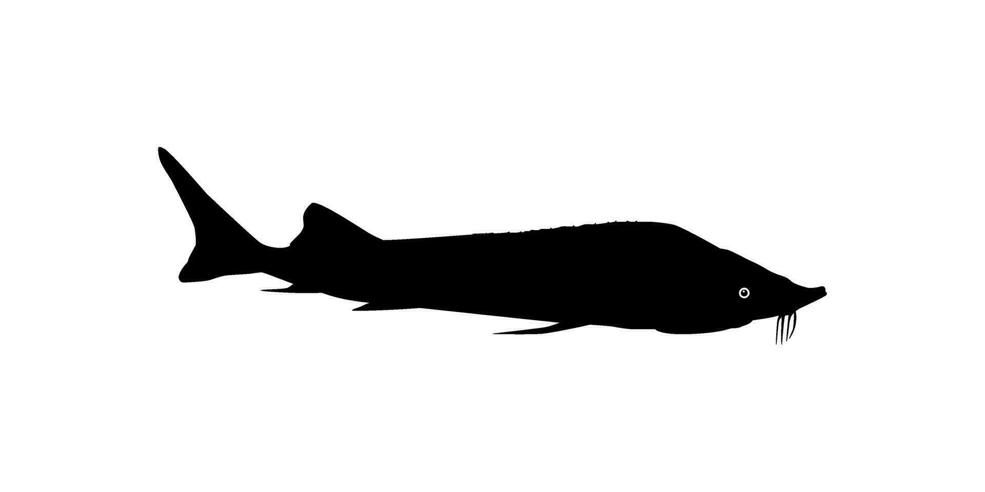 Beluga Sturgeon or Huso Fish Silhouette, Fish Which Produce Premium and Expensive Caviar, For Logo Type, Art Illustration, Pictogram, Apps, Website or Graphic Design Element. Vector Illustration