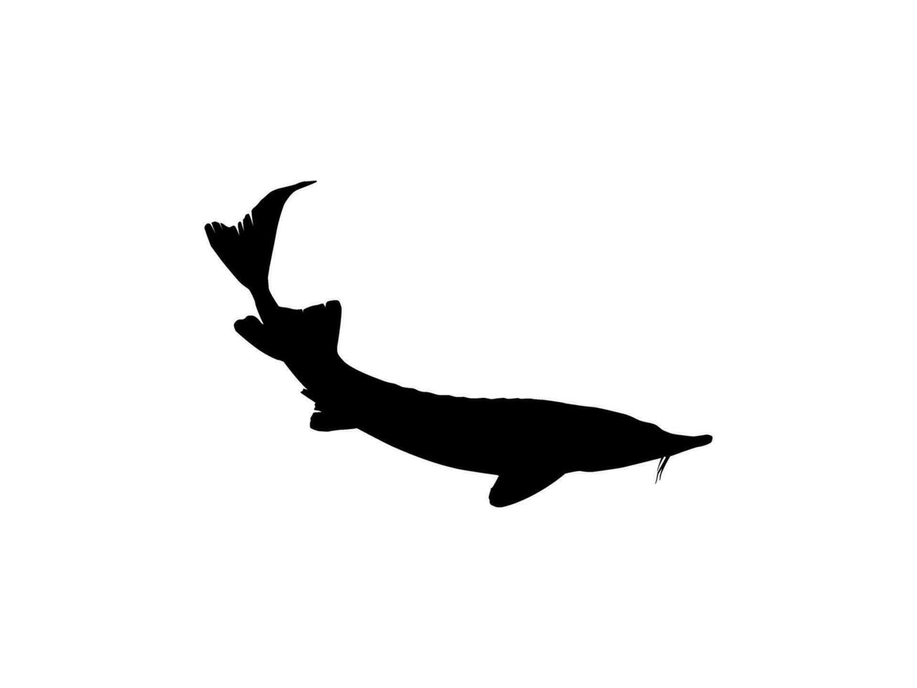 beluga esturión o huso pescado silueta, pescado cuales Produce prima y costoso caviar, para logo tipo, Arte ilustración, pictograma, aplicaciones, sitio web o gráfico diseño elemento. vector ilustración