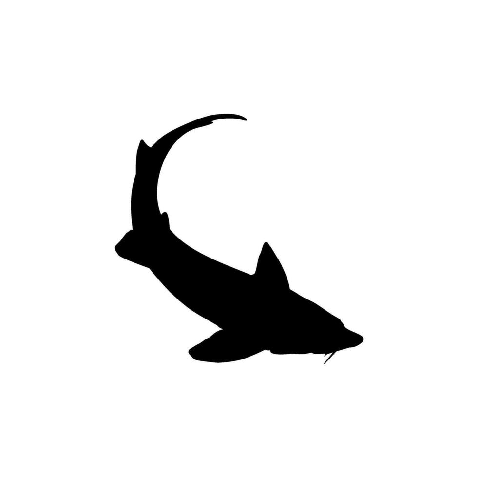 Beluga Sturgeon or Huso Fish Silhouette, Fish Which Produce Premium and Expensive Caviar, For Logo Type, Art Illustration, Pictogram, Apps, Website or Graphic Design Element. Vector Illustration