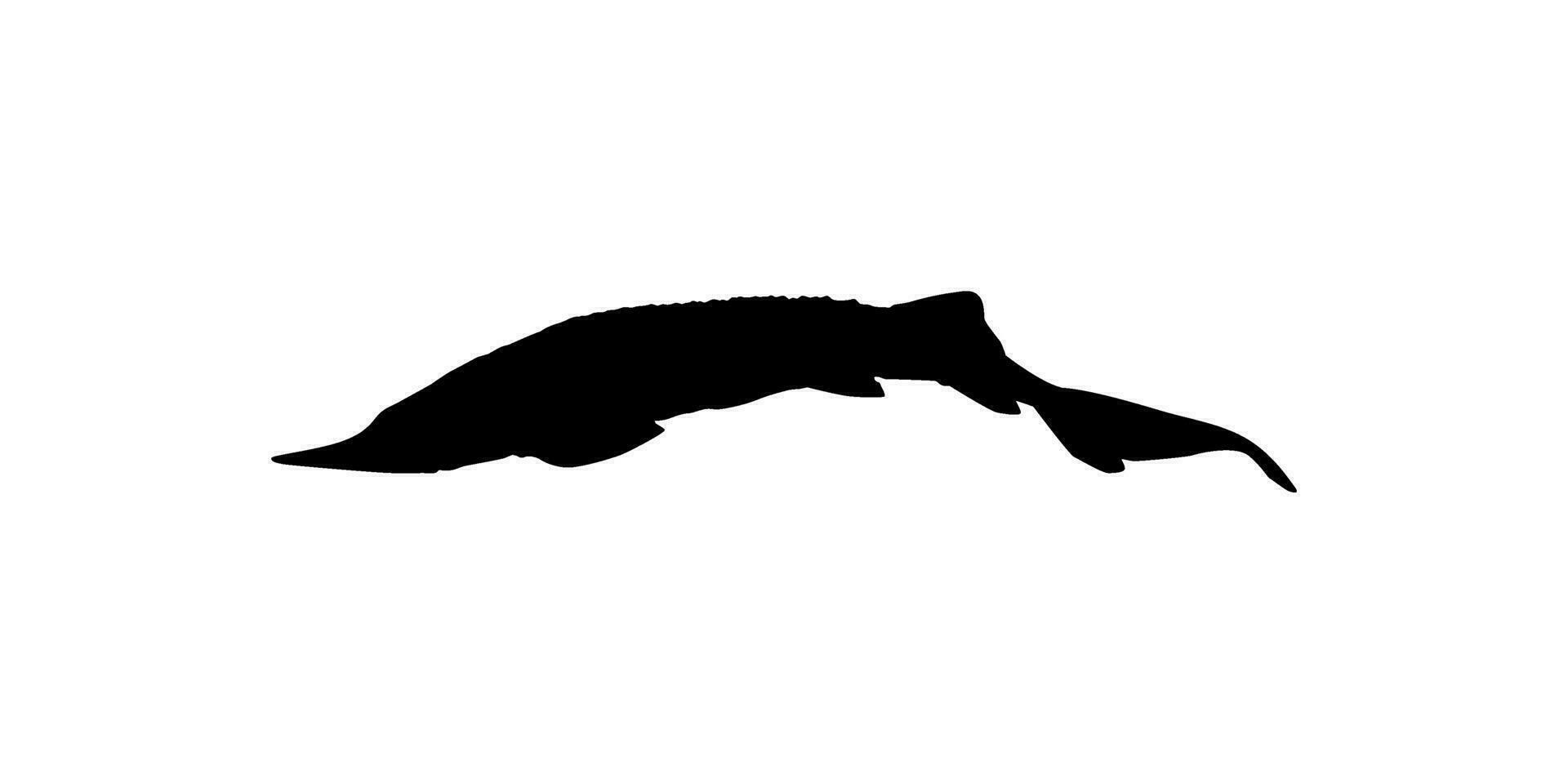 Beluga Sturgeon or Huso Fish Silhouette, Fish Which Produce Premium and Expensive Caviar, For Logo Type, Art Illustration, Pictogram, Apps, Website or Graphic Design Element. Vector Illustration