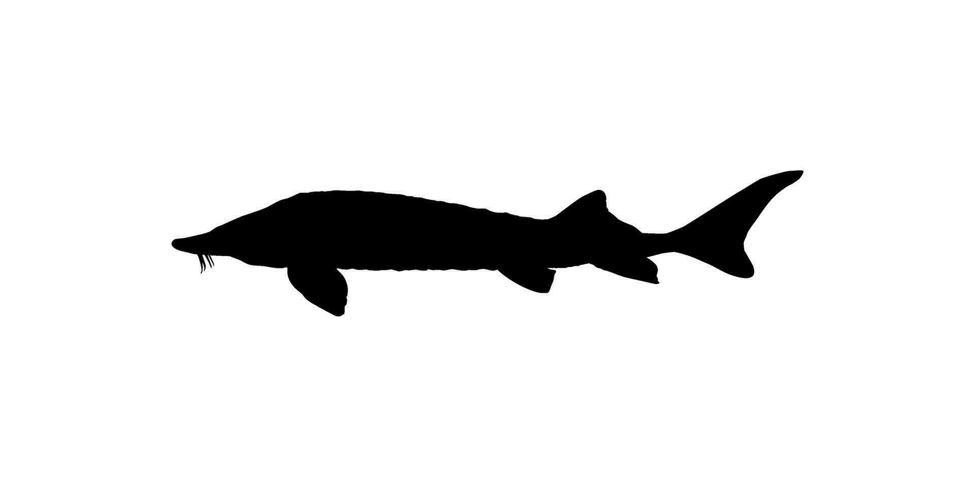 Beluga Sturgeon or Huso Fish Silhouette, Fish Which Produce Premium and Expensive Caviar, For Logo Type, Art Illustration, Pictogram, Apps, Website or Graphic Design Element. Vector Illustration