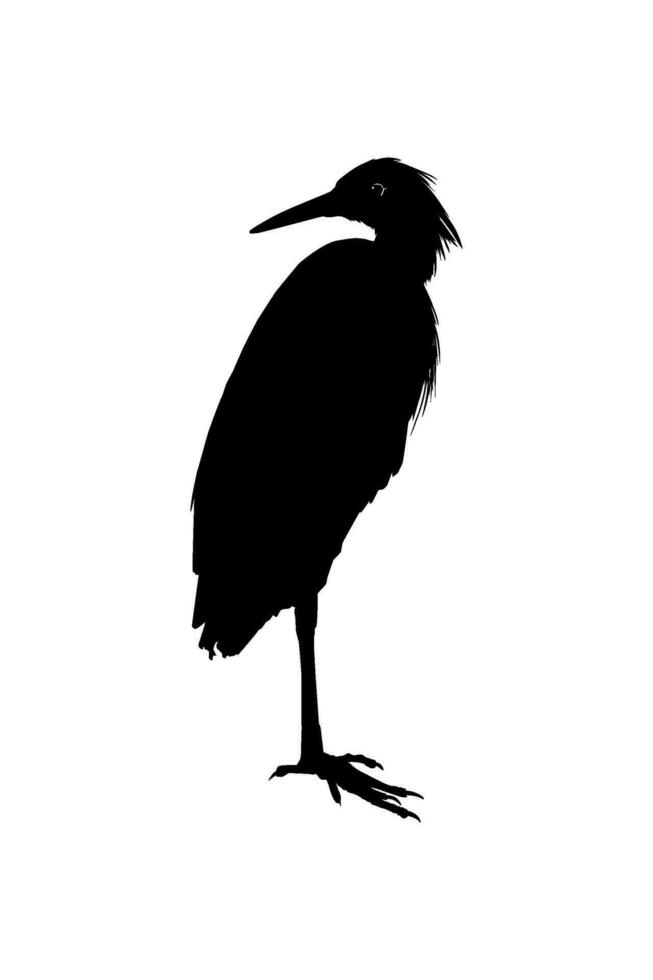 The Black Heron Bird, Egretta Ardesiaca, also known as the Black Egret Silhouette for Art Illustration, Logo, Pictogram, Website, or Graphic Design Element. Vector Illustration