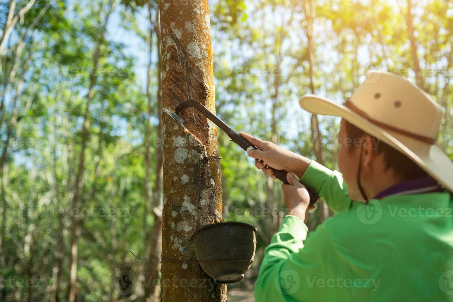 Asian rubber farmers tapping rubber in the rubber plantation photo