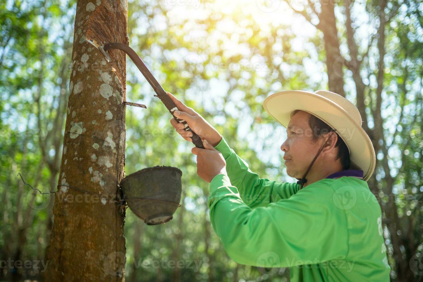 Asian rubber farmers tapping rubber in the rubber plantation photo