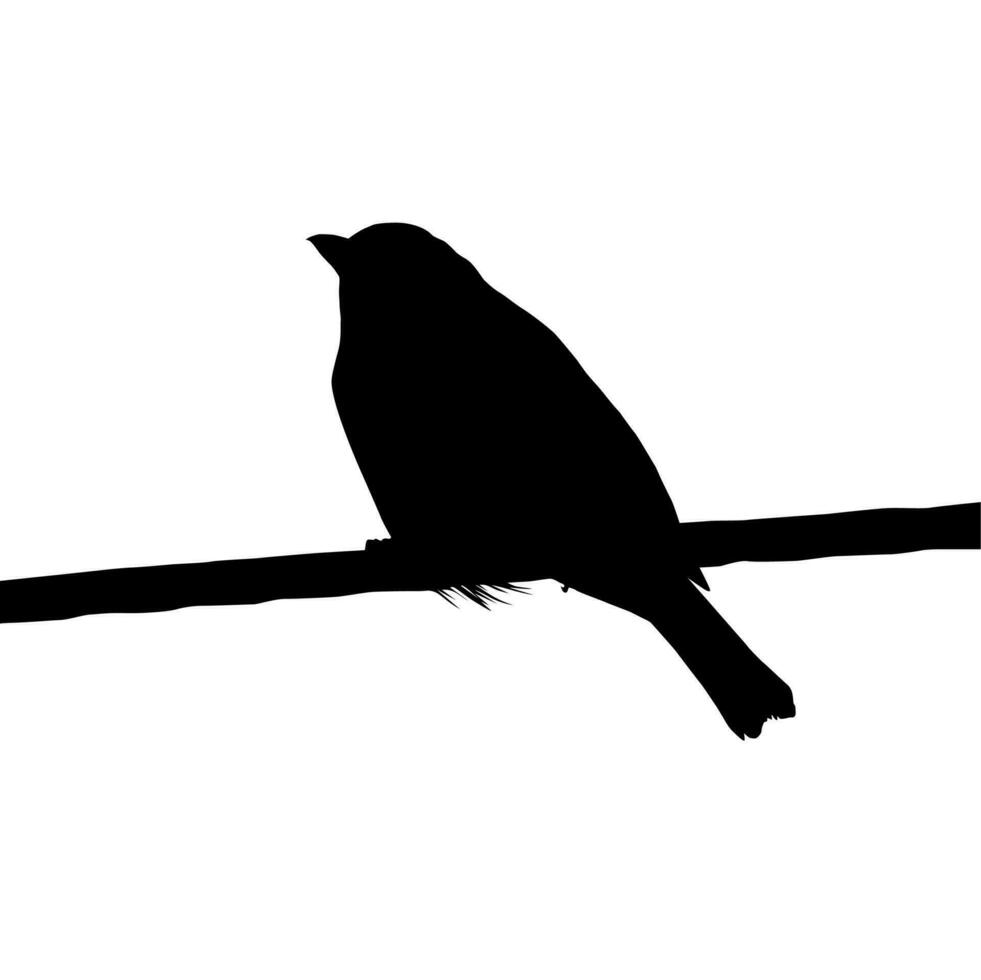 silueta de el pájaro encaramado en el eléctrico cable base en mi fotografía. vector ilustración