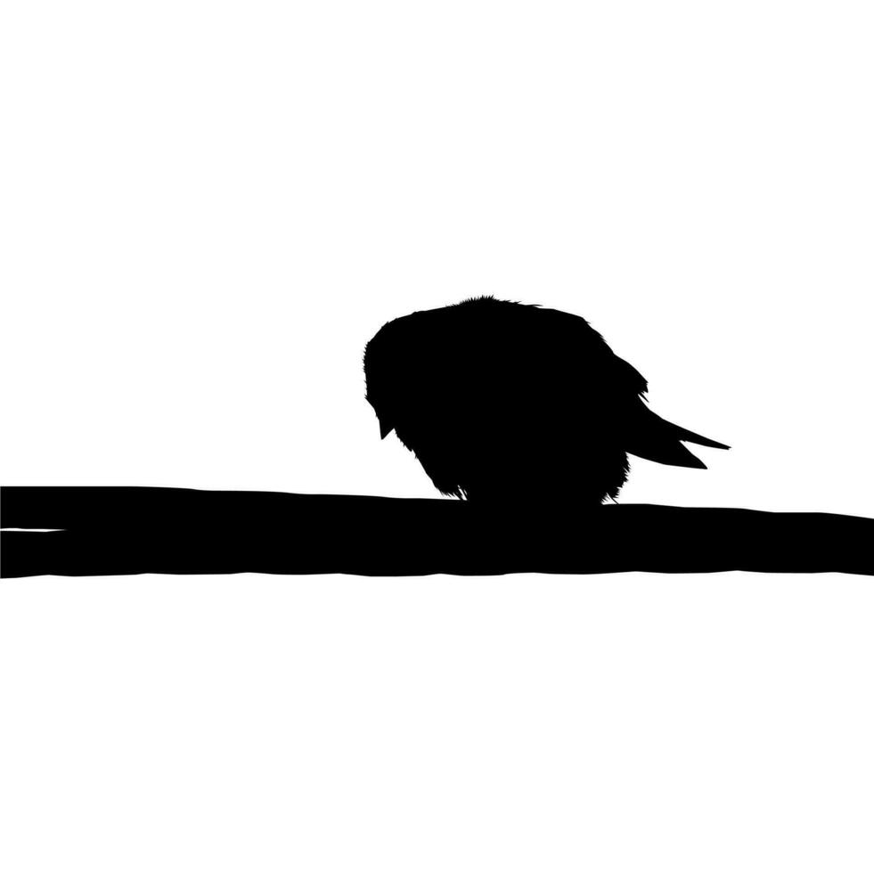 Silhouette of the Bird Perched on the Electrical Wire Base on my Photography. Vector Illustration