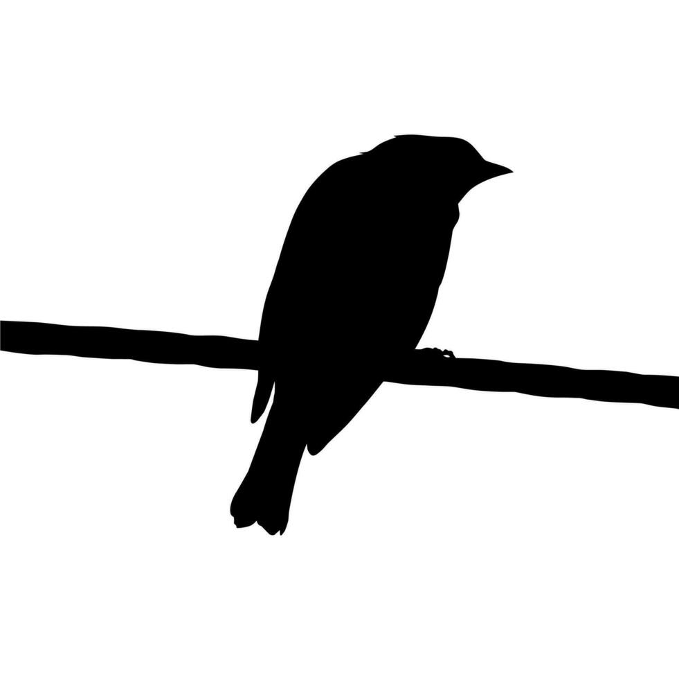Silhouette of the Bird Perched on the Electrical Wire Base on my Photography. Vector Illustration