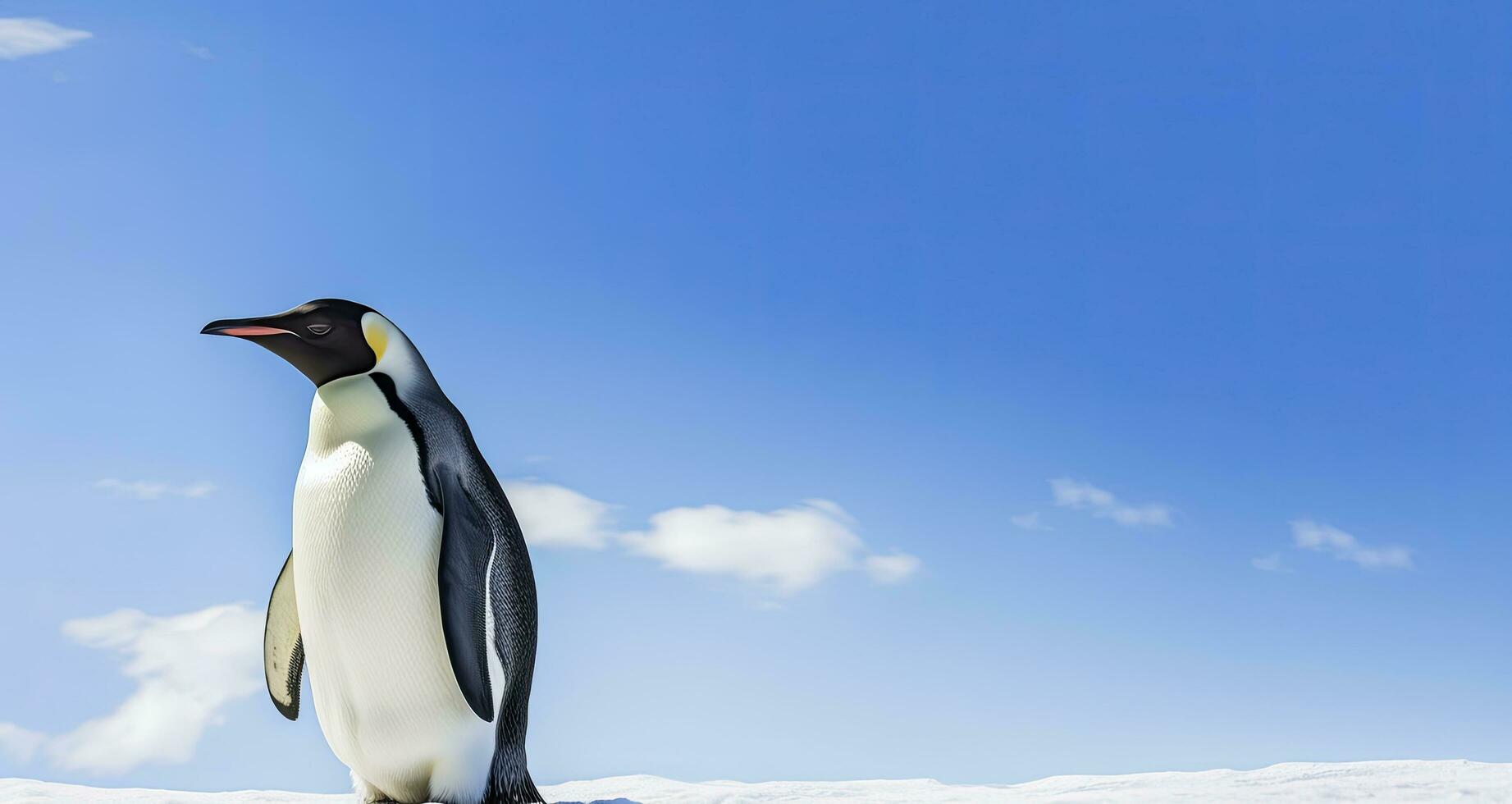 AI generated Penguin standing in Antarctica looking into the blue sky. AI Generated photo