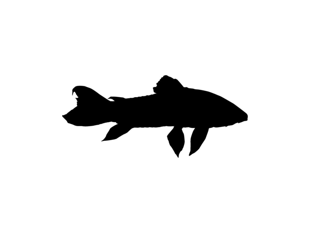 Silhouette of the The Kwi Kwi or Hoplosternum littorale is a species of Armoured Catfish from the Callichthyidae family. Vector Illustration