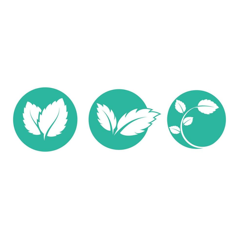 Mint leaves flat vector color icon template illustration design