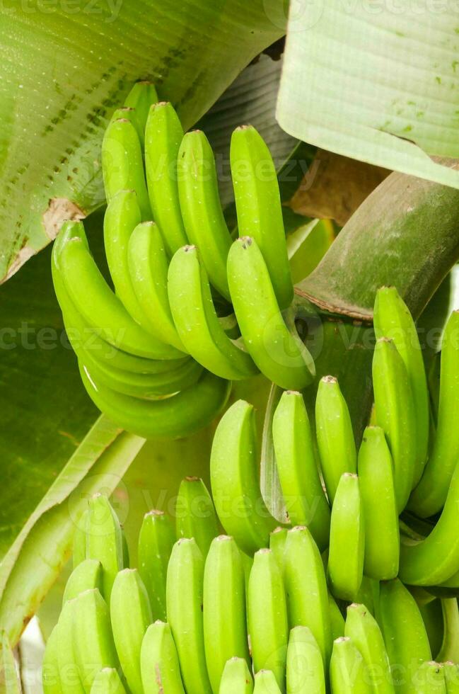 un manojo de verde bananas colgando desde un árbol foto
