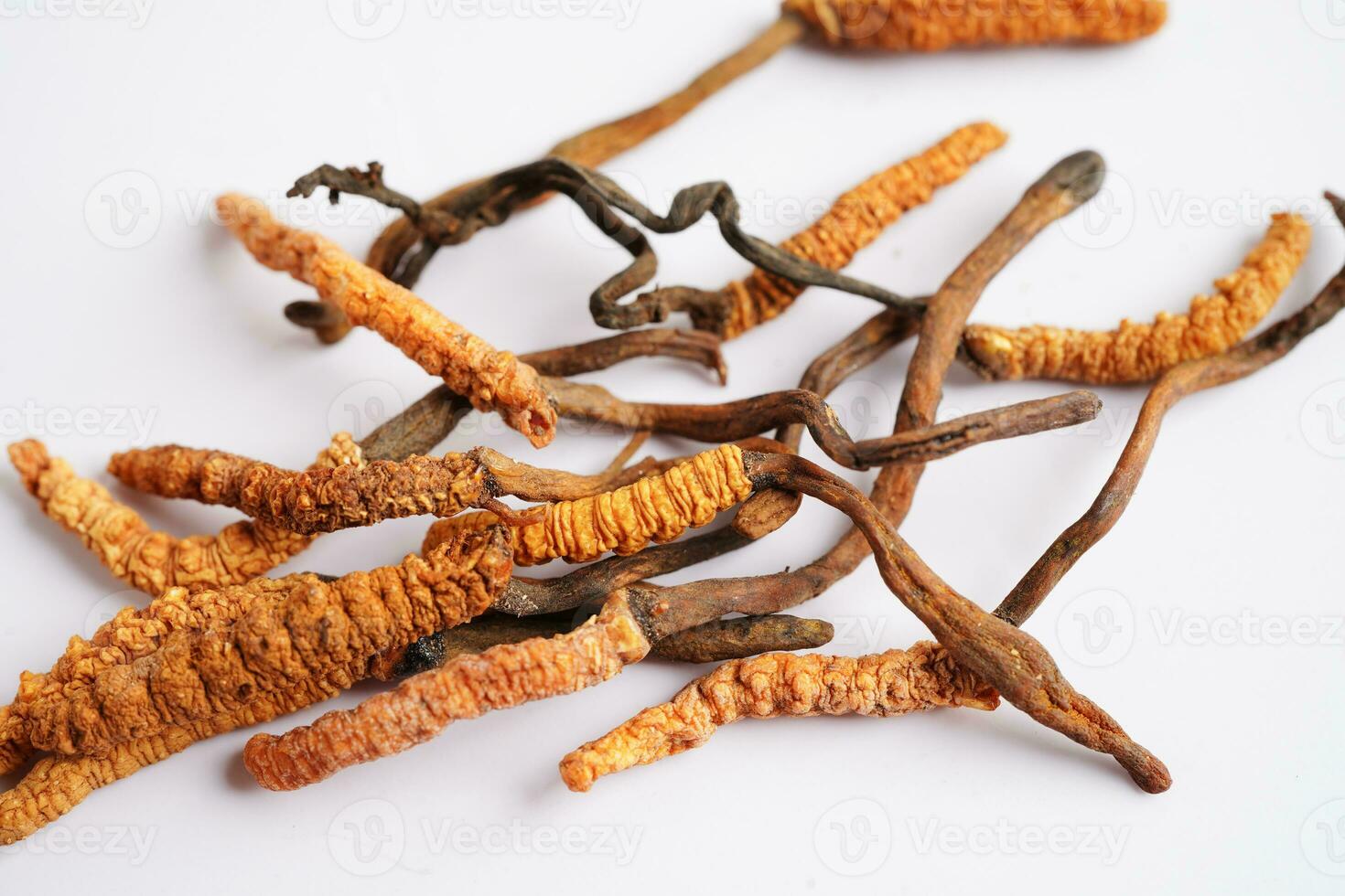 Cordyceps sinensis or Ophiocordyceps sinensis isolated on white background, mushroom herb treatment medicine. photo