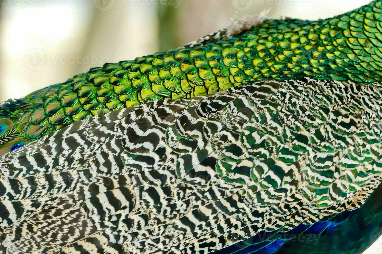 a close up of peacock feathers photo