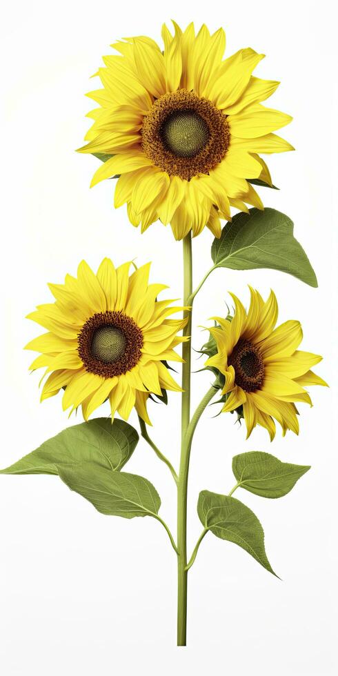 AI generated Sunflowers isolated on white background. AI Generated photo