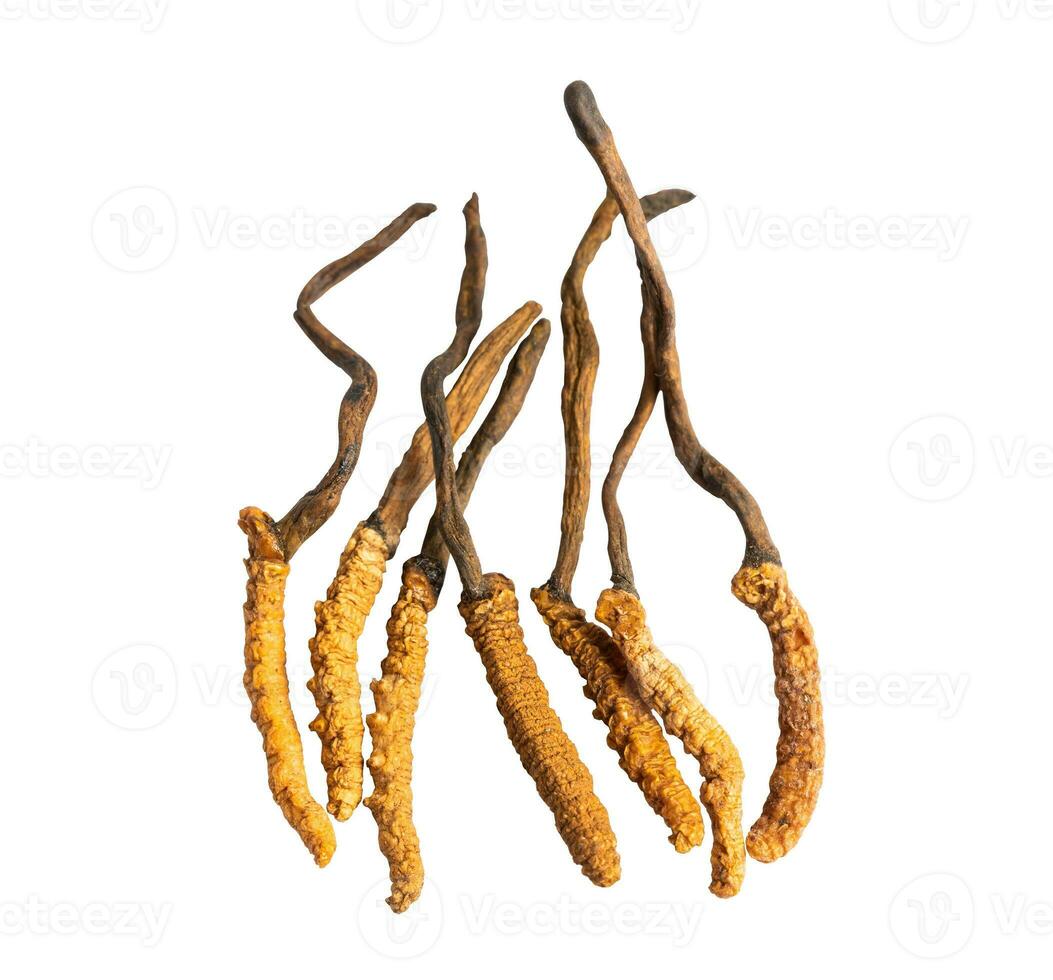 Cordyceps or Ophiocordyceps sinensis mushroom herb is fungus for used as medicine on white background with clipping path. photo