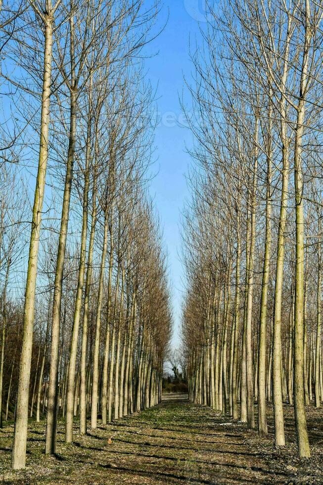 rows of bare trees photo