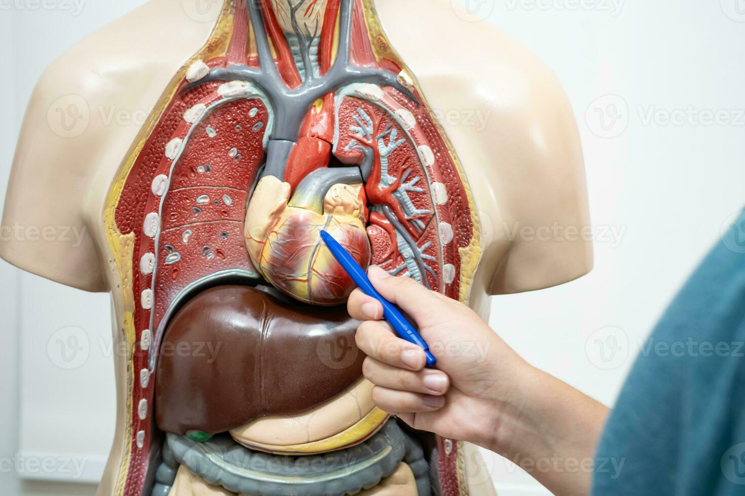 Student teenage learning anatomy biology with human body model in classroom at high school. photo