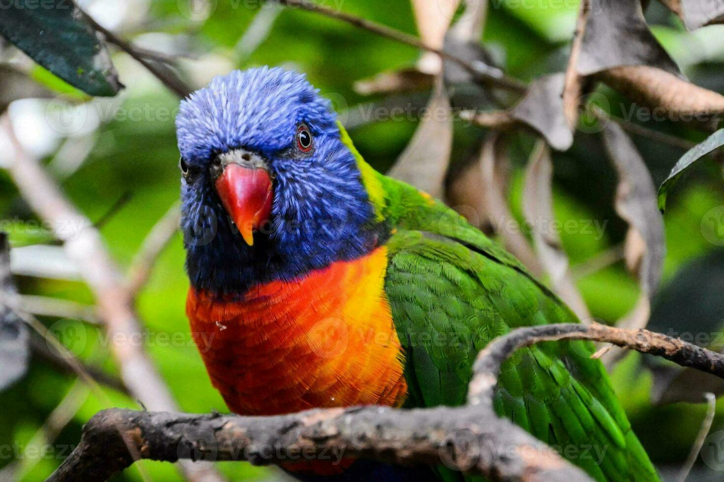 a colorful parrot sits on a branch in the forest photo