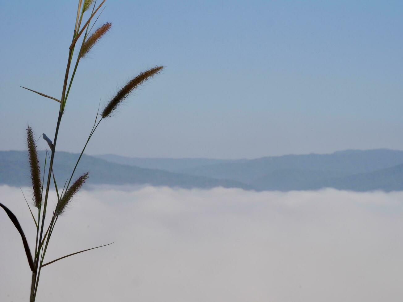 grass moving with the wind, grass on meadow move in wind in sunny autumn mountains reveal foggy clouds in valley, fog and clouds with mountain hill, Misty morning in autumn valley photo